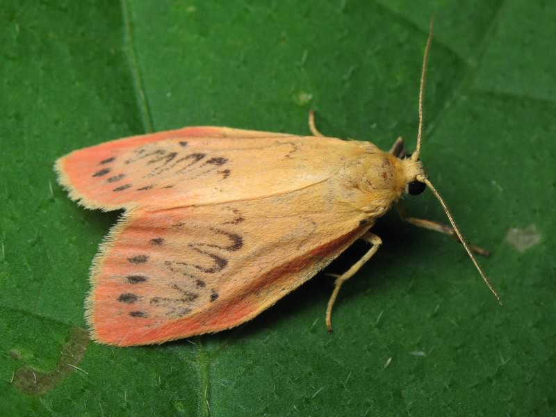 Miltochrista miniata (Forster, 1771)